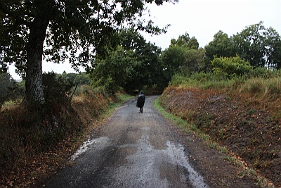 130927 Palas de Rei til Melide 15 km