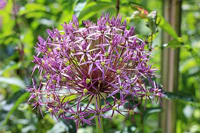 allium-christophii-4653029