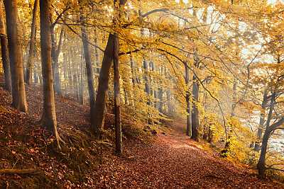 autumn-forest-4561344