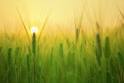 barley-field-1684052