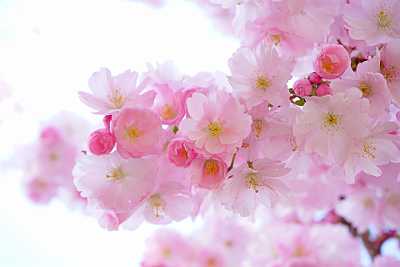 japanese-cherry-trees-324175