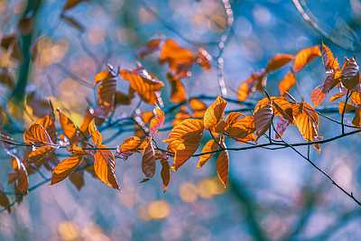 leaves-4679944_1920