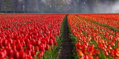 tulips-21690